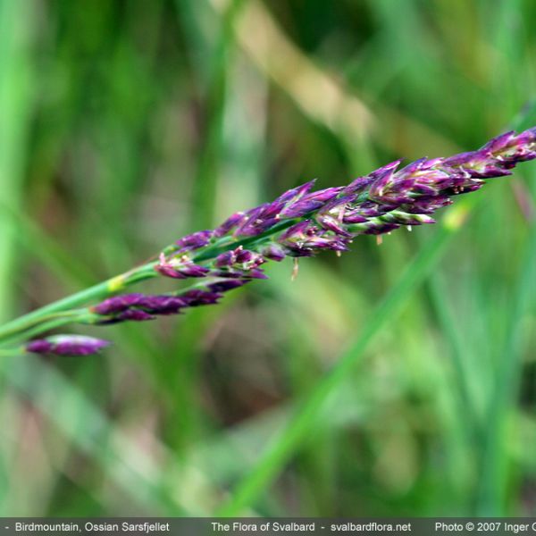 Poa glauca close full (2)